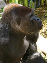 Parc animalier de La Palmyre