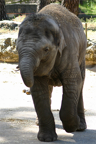 éléphant d'asie, elephas maximus