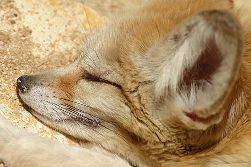 photo d'un fennec, le renard des sables du sahara