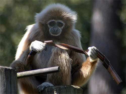 gibbon lar photographe