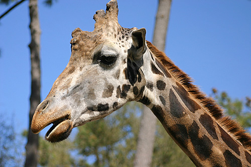 girafe giraffa camelopardalis