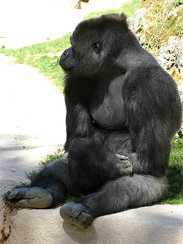 gorille photo