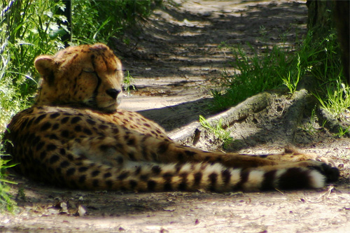 photographie d'un guépard acinonyx jubatus