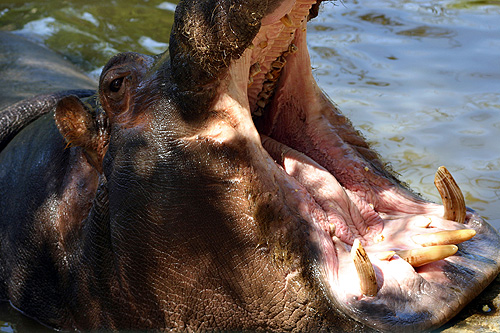 photo d'un hippopotame
