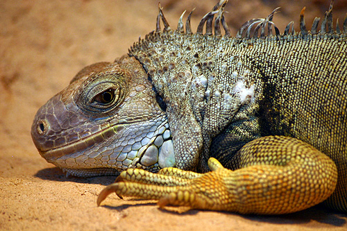 photo d'un iguane vert commun