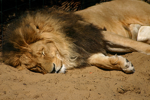 photo d'un lion panthera leo