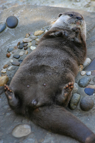 loutre du canada