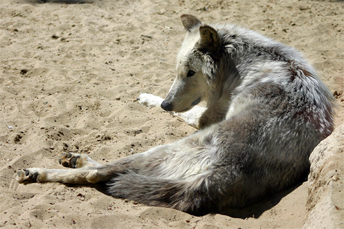 loup louve photo