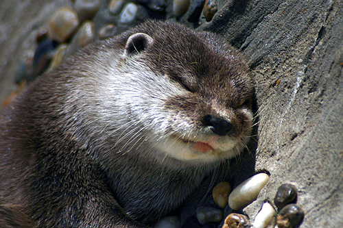 loutre du canada