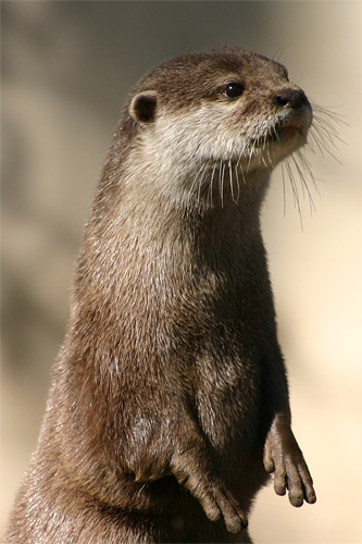 loutre de rivière