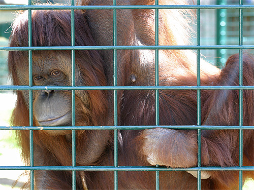 http://www.zoo-palmyre.images-en-france.fr/images/photos/orang-outan.jpg