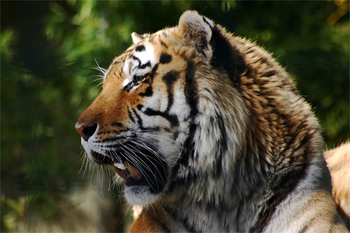 panthera tigris