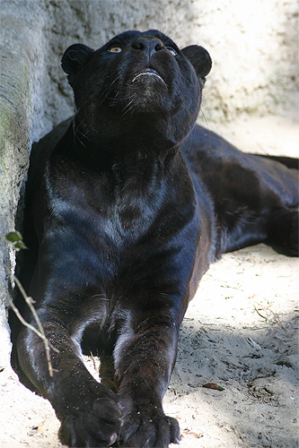 panthère noire léopard