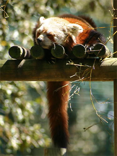 photo d'un petit panda