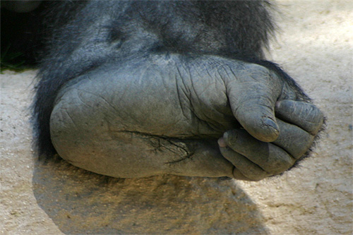 pied de gorilla photographie