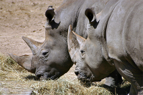 rhinocerotidae