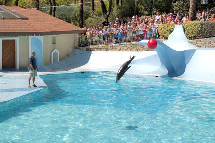 Spectacle otaries Zoo La Palmyre