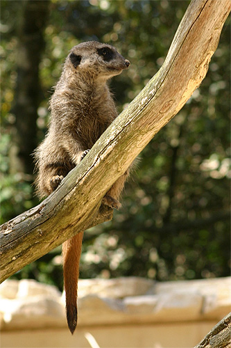 suricate