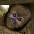 photos de singes