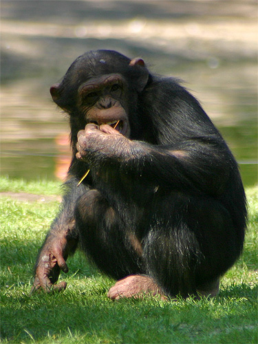 chimpanzé photo de singe