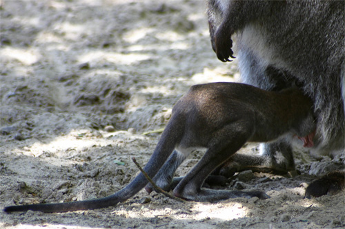 kangourou roux photo