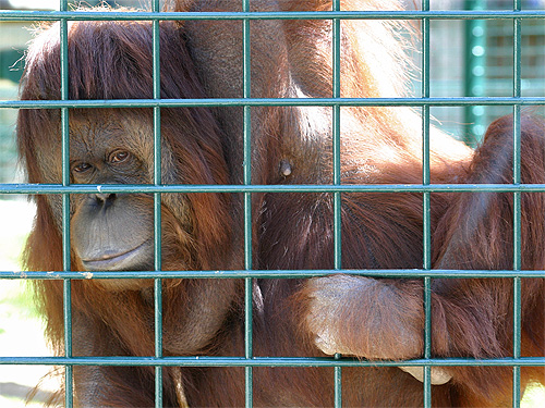orang outan en photo au zoo de la palmyre