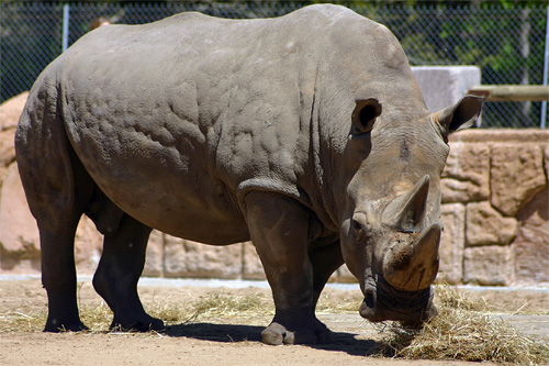 rhinocéros photo